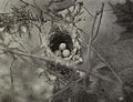 Two Vireo griseus eggs in a nest with one Cowbird egg, 1904.