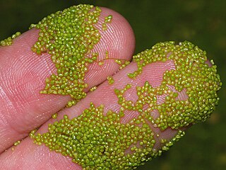 <i>Wolffia</i> Genus of aquatic plants