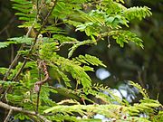 Acacia concinna (Syn.: Senegalia rugata) (Blätter und Früchte)