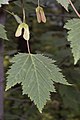   Acer glabrum