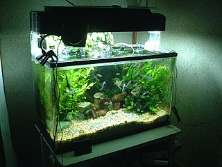 <span class="mw-page-title-main">Freshwater aquarium</span> Water tank for holding aquatic animals