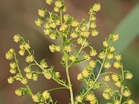 A. annua, detail bloeiwijze