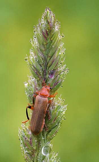 Koleoptero Cantharis livida sur herbo de la genro Dactylis.