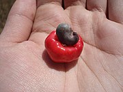 Anacardium humile (Affennuss, Mini-Cashew)