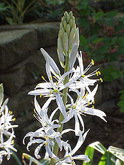 Cusick's camas (Camassia cusickii) Camassia cusickii3.jpg