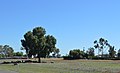 English: Sheep in the village at Canbelego, New South Wales