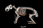 Thumbnail for File:Capybara skeleton.jpg