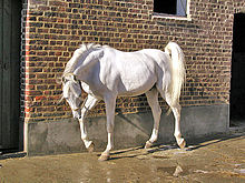 The Arabian horse is one type of Oriental horse Chamal2005body.JPG