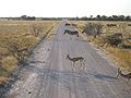 Xunto con cebras nunha pista do P. N. Etosha