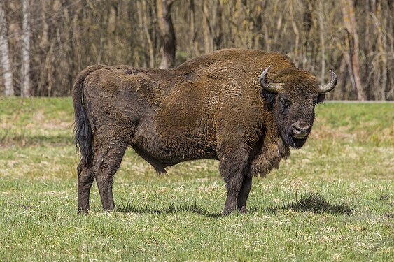 European bison by Charles J. Sharp