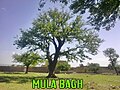 mula bagh old tree