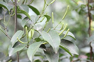 <i>Gnetum</i> Genus of tropical gymnosperms in the family Gnetaceae