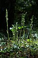 Goodyera repens