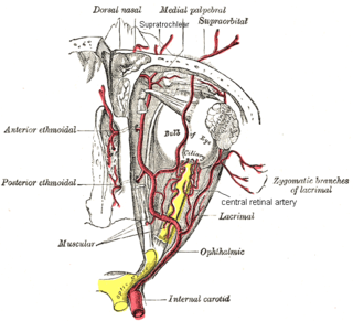 Supratrochlear artery