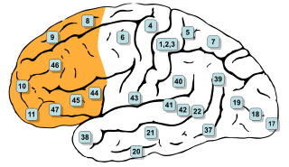 <span class="mw-page-title-main">Prefrontal cortex</span> Part of the brain responsible for personality, decision-making, and social behavior