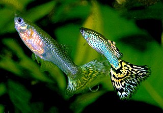 <span class="mw-page-title-main">Guppy</span> Species of tropical fish