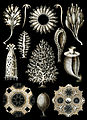 Image 14 Calcareous sponge Image credit: Ernst Haeckel Plate 5 from Ernst Haeckel's Kunstformen der Natur, showing a variety of calcareous sponges, a class of about 400 marine sponges that are found mostly in shallow tropical waters worldwide. Calcareous sponges vary from radially symmetrical vase-shaped body types to colonies made up of a meshwork of thin tubes, or irregular massive forms. The skeleton has either a mesh or honeycomb structure. More selected pictures