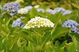 Hortensias bleu et blanc