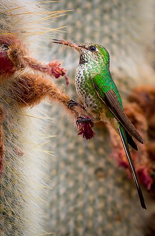 <span class="mw-page-title-main">Lesbiinae</span> Subfamily of birds