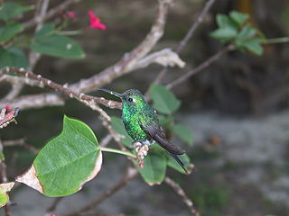 <i>Riccordia</i> Genus of birds