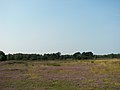 Feuchte Sandheide in der Nähe des Pietzmoores