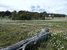 Infestation in native pasture near Guyra in Australia Leucanthemum vulgare infestation.jpg