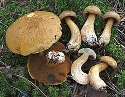 Liivtatik Suillus variegatus