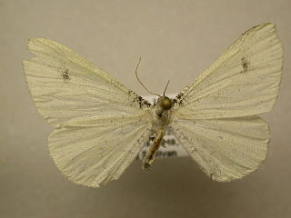 <i>Macrosoma albida</i> Species of butterfly