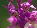 Orchis mascula Detail