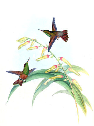 <span class="mw-page-title-main">Chestnut-bellied hummingbird</span>