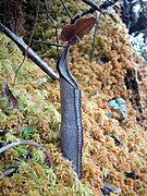 Nepenthes lingulata