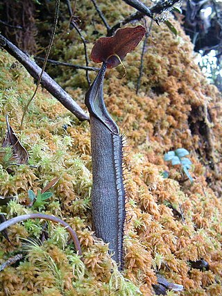 <i>Nepenthes lingulata</i> Species of pitcher plant from Sumatra