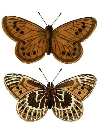 <i>Oeneis tarpeja</i> Species of butterfly