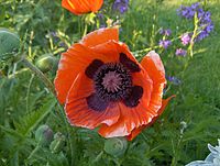 Papaver bracteatum