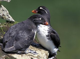 <span class="mw-page-title-main">Auk</span> Family of birds