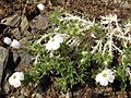 Phlox griseola subsp. tumulosa