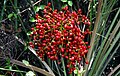 Fruits in Sri Lanka