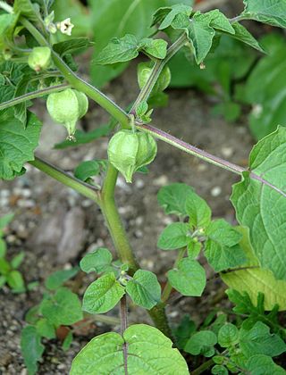 <i>Physalis pruinosa</i> Species of flowering plant