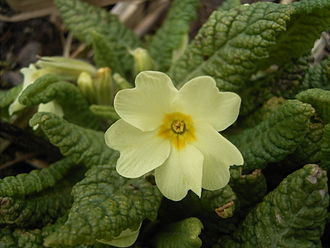 Primula vulgaris Primula-vulgaris-flower.jpg