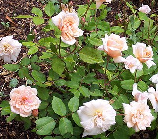 <i>Rosa</i> Perle dOr Pale apricot Polyantha rose