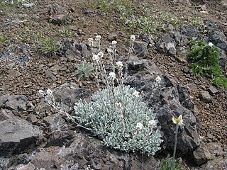 <i>Smelowskia</i> Genus of Brassicaceae plants