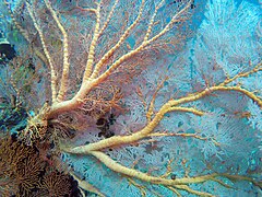 Soft coral (Bali) 4.jpg