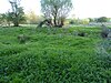 Southfield Farm Marsh