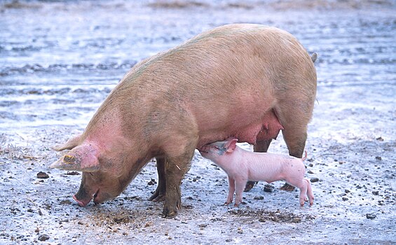 Домаћа свиња (Sus scrofa domestica)