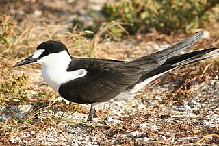 <span class="mw-page-title-main">Sooty tern</span> Species of bird