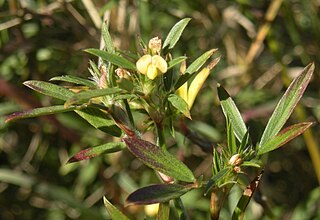 <i>Stylosanthes</i> Genus of legumes