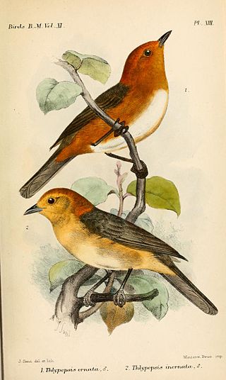 <i>Thlypopsis</i> Genus of birds