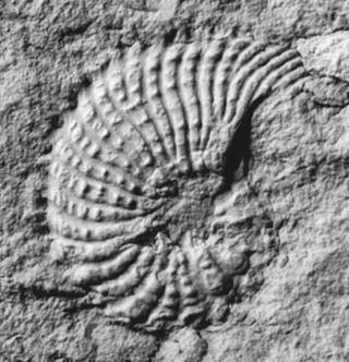 <span class="mw-page-title-main">Trachyceratidae</span> Family of molluscs (fossil)