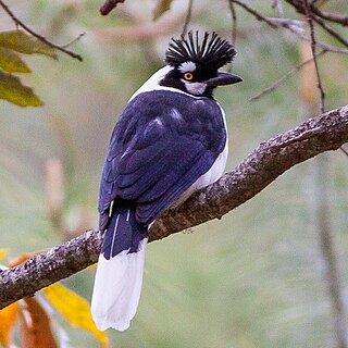 <span class="mw-page-title-main">Tufted jay</span> Species of bird