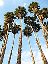 Washingtonia robusta.jpg